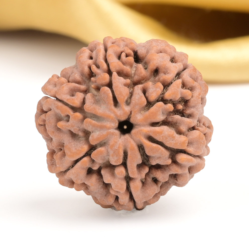 Collector 6 Mukhi from Nepal - CXC