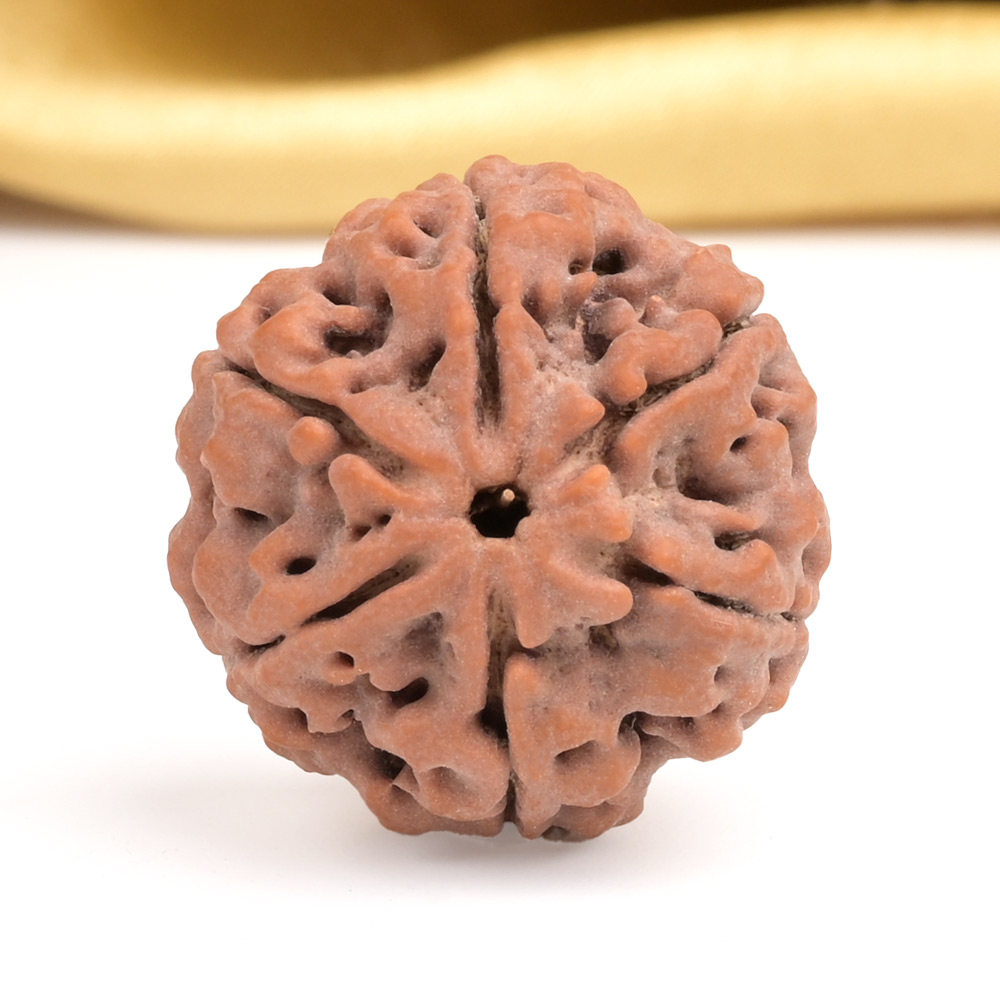 Collector 6 Mukhi from Nepal - CXCI