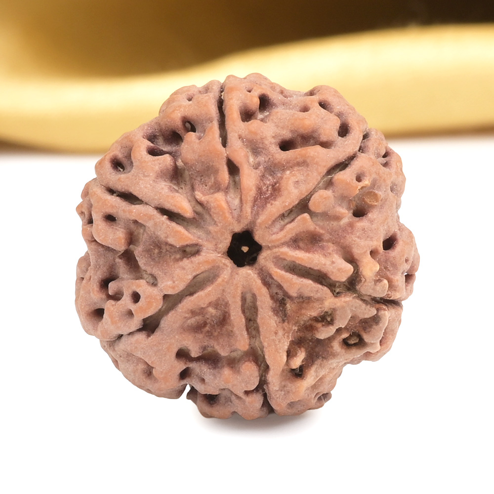 Collector 6 Mukhi from Nepal - CXCII