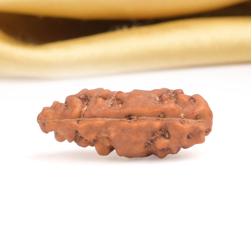 Super Collector 1 Mukhi from Java Indonesia - CXC