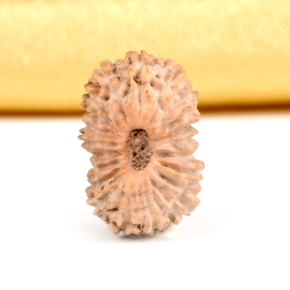 21 mukhi from Java Indonesia Small - XXVII