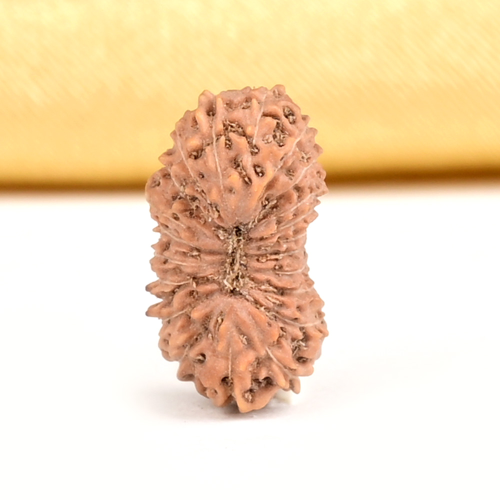 21 mukhi from Java Indonesia Small - XXVIII