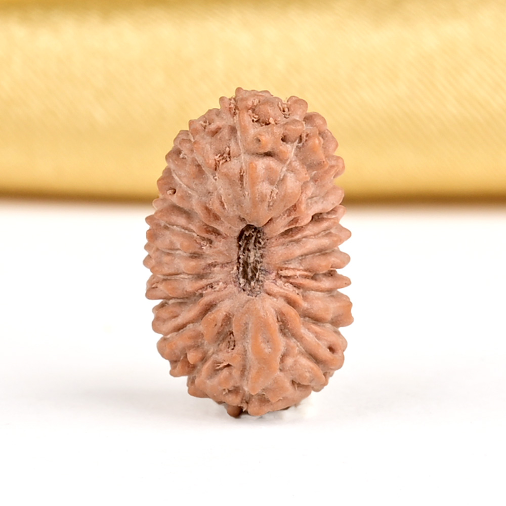 21 mukhi from Java Indonesia Small - XXXI