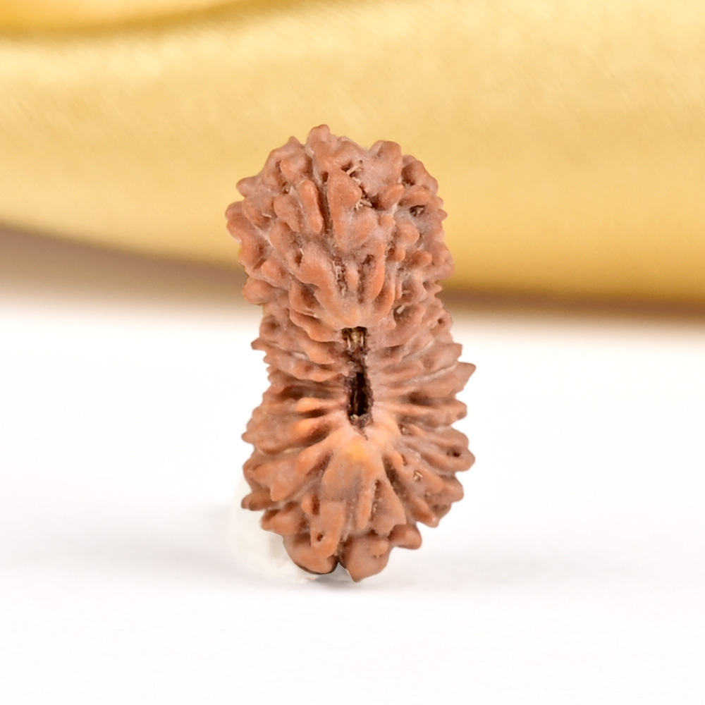 21 mukhi from Java Indonesia - XXI