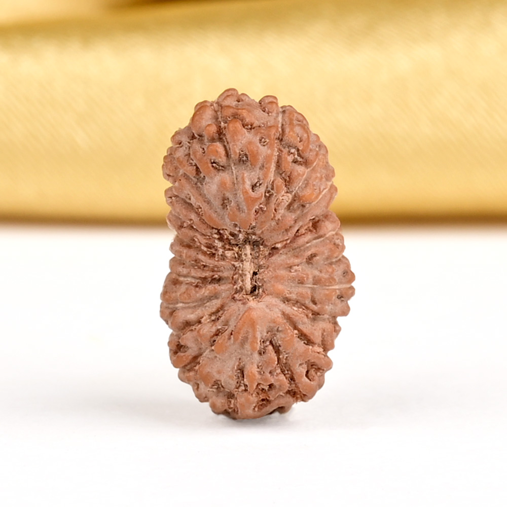 21 mukhi from Java Indonesia - XXII