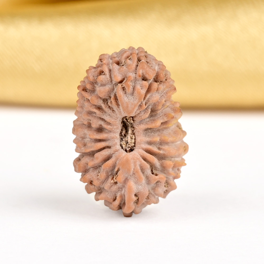 21 mukhi from Java Indonesia - XXIII