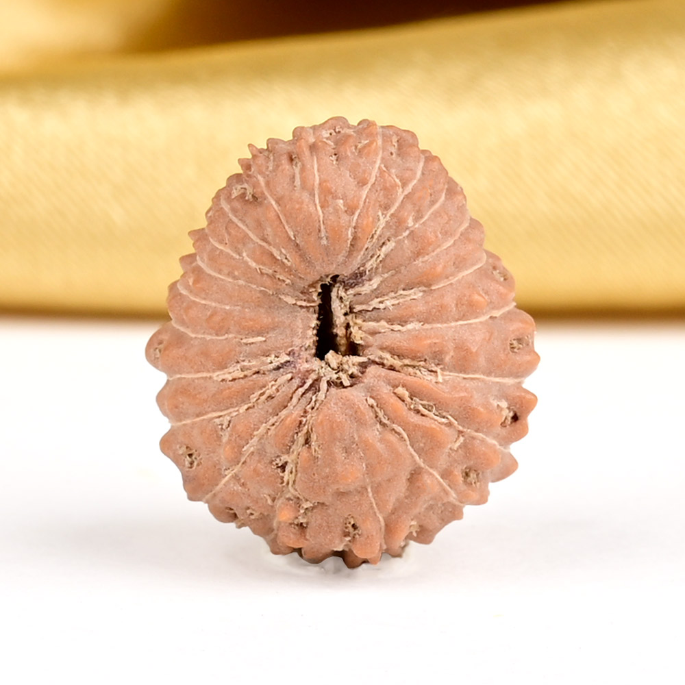 21 mukhi from Java Indonesia - XXIV