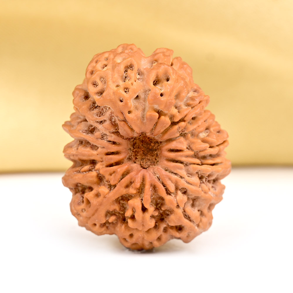 Super Collector 14 Mukhi from Nepal - II