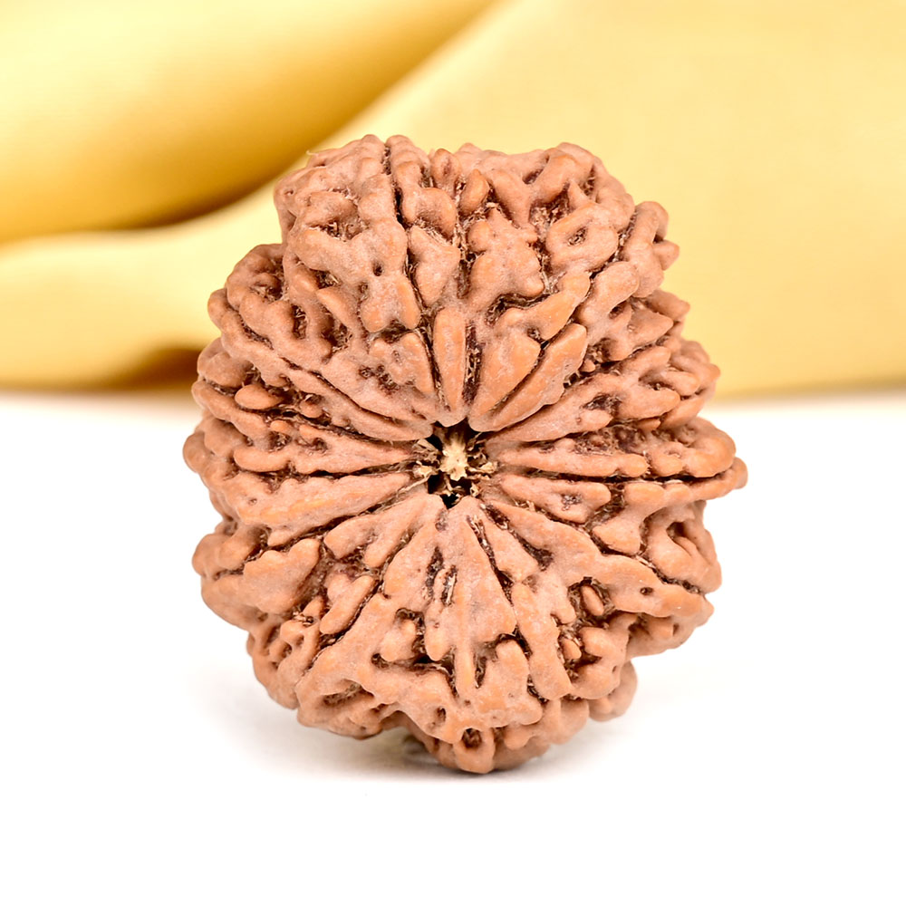 Collector 12 Mukhi from Nepal - CXCVI