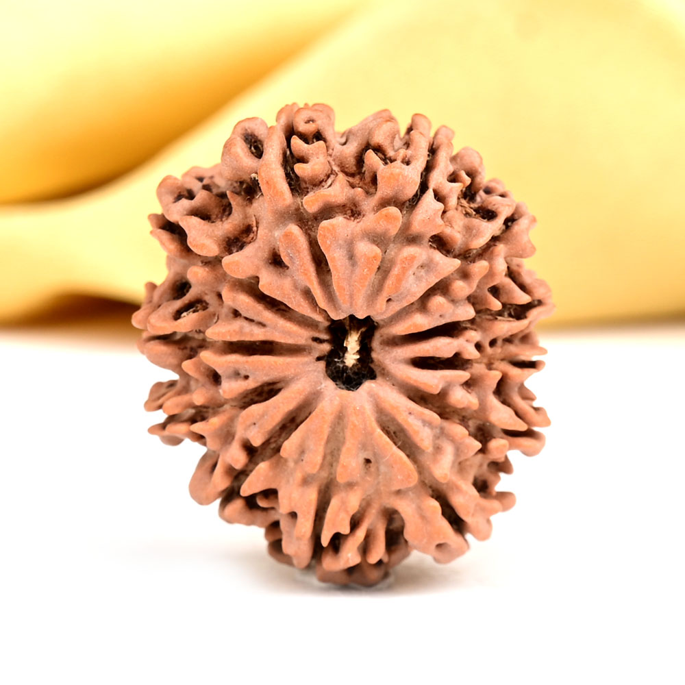 Collector 12 Mukhi from Nepal - CXCVII