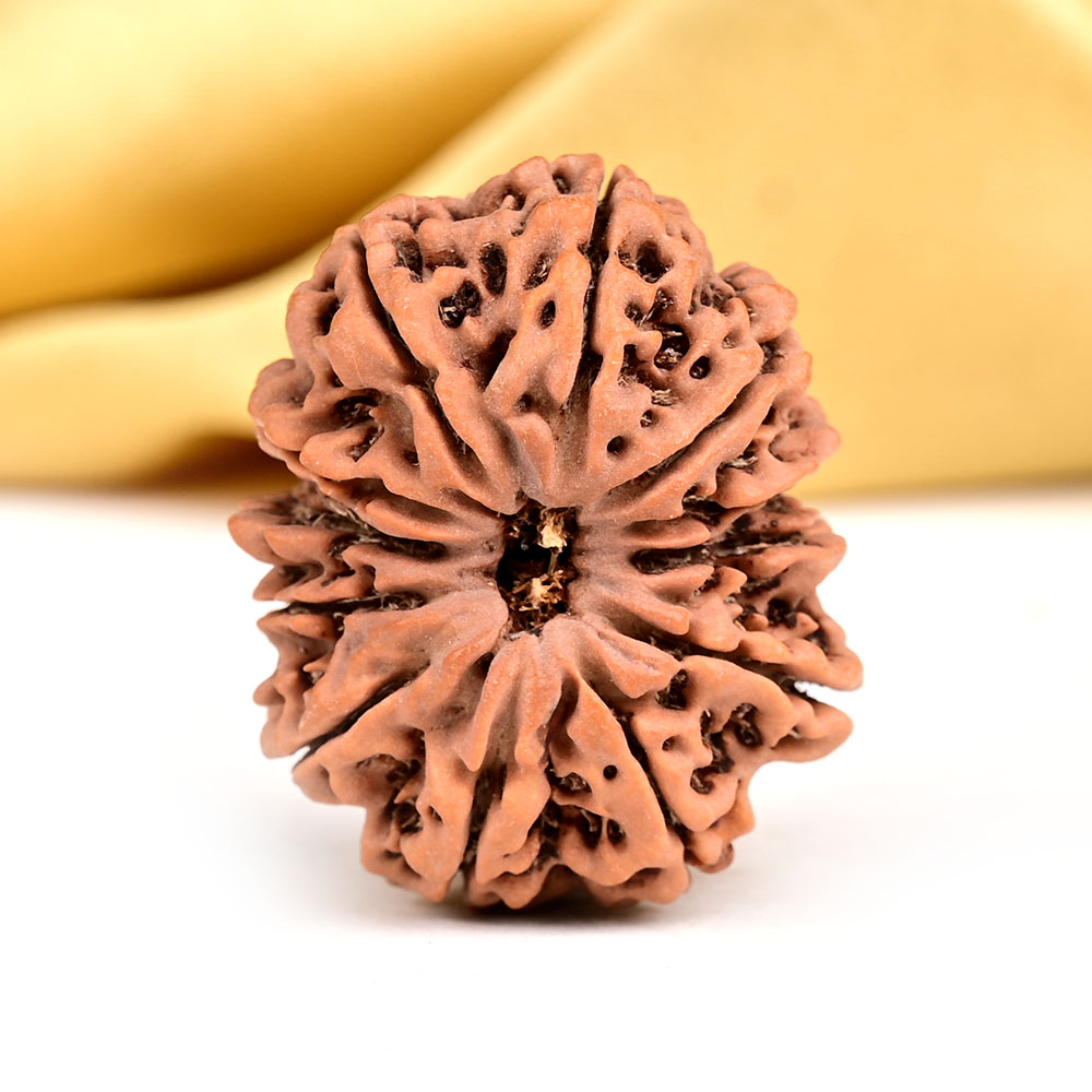 Collector 12 Mukhi from Nepal - CXCVIII