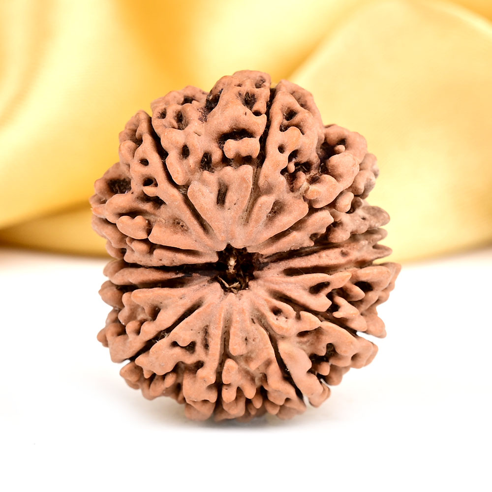 Collector 12 Mukhi from Nepal - CC