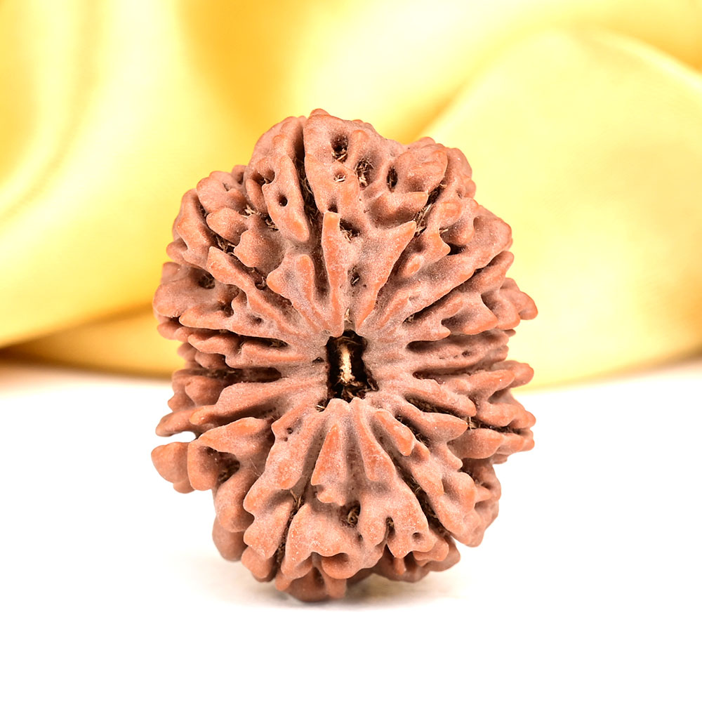 Collector 12 Mukhi from Nepal - CCI