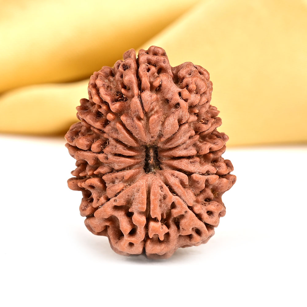 Collector 12 Mukhi from Nepal - CCII