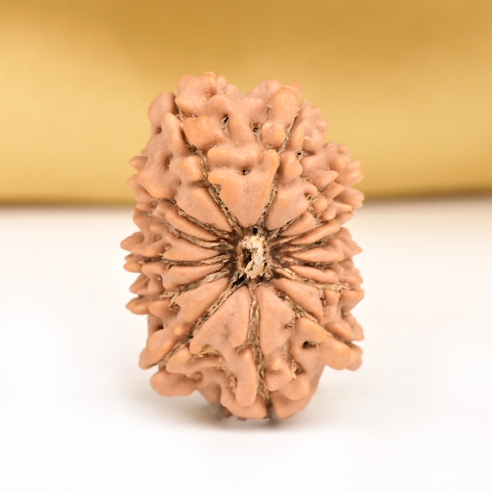 14 Mukhi from Nepal Tiny - I