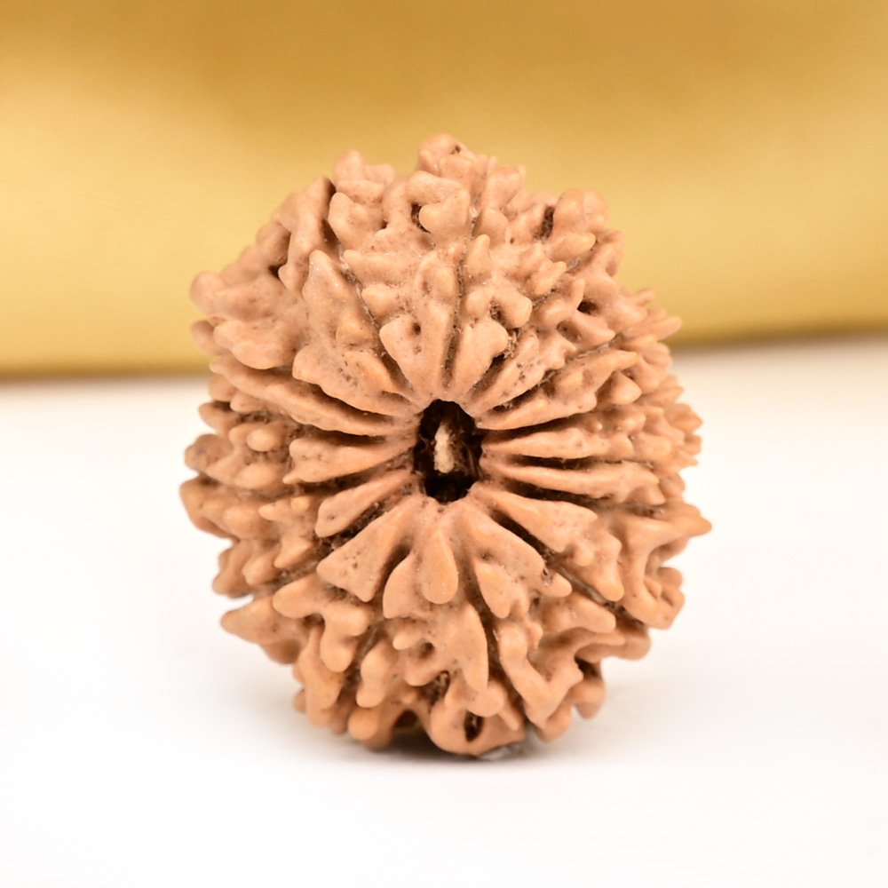 14 Mukhi from Nepal Tiny - II