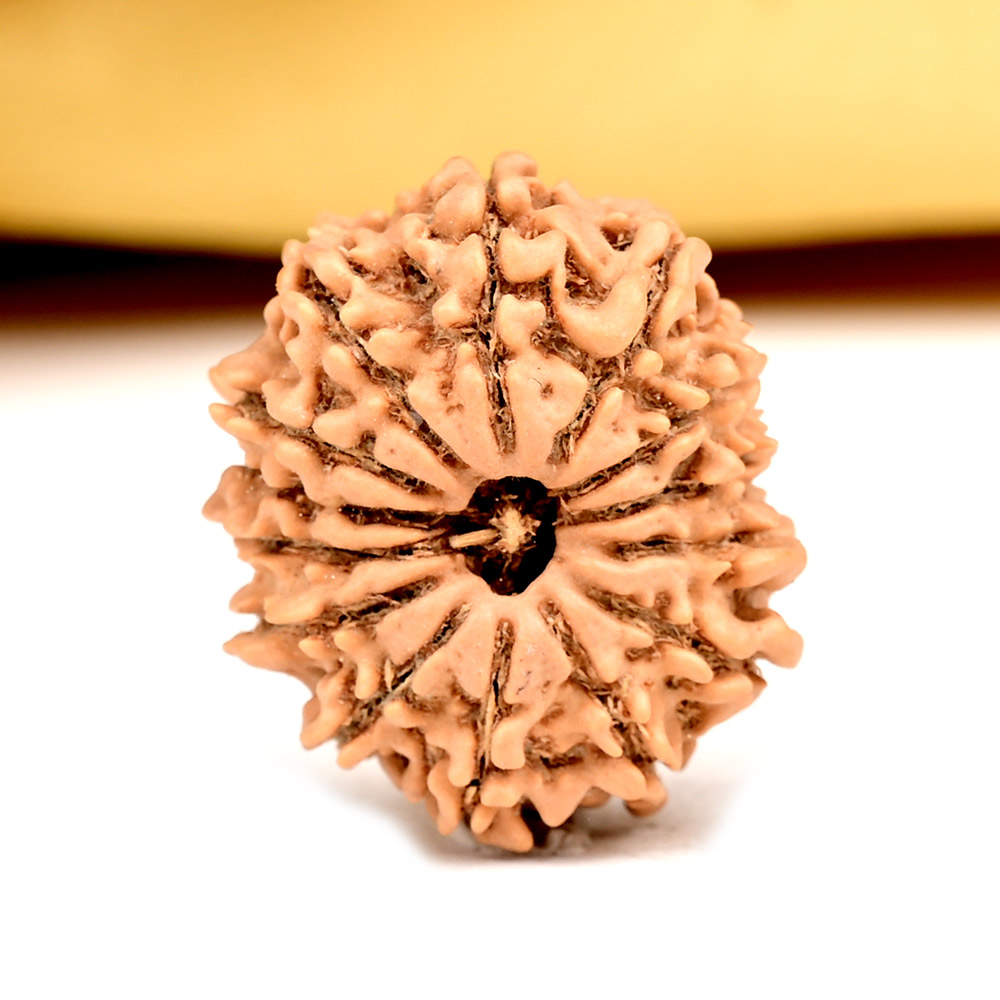 14 Mukhi from Nepal Tiny - III