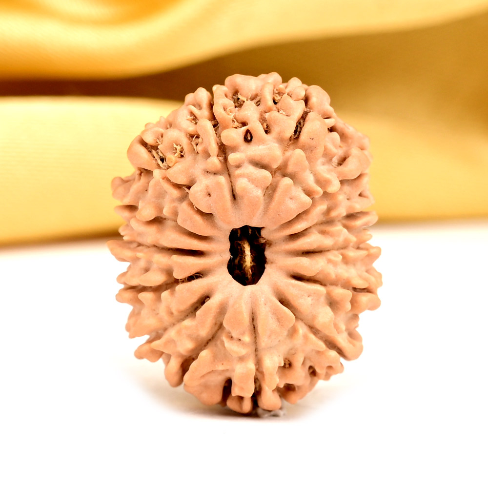 14 Mukhi from Nepal Tiny - IV