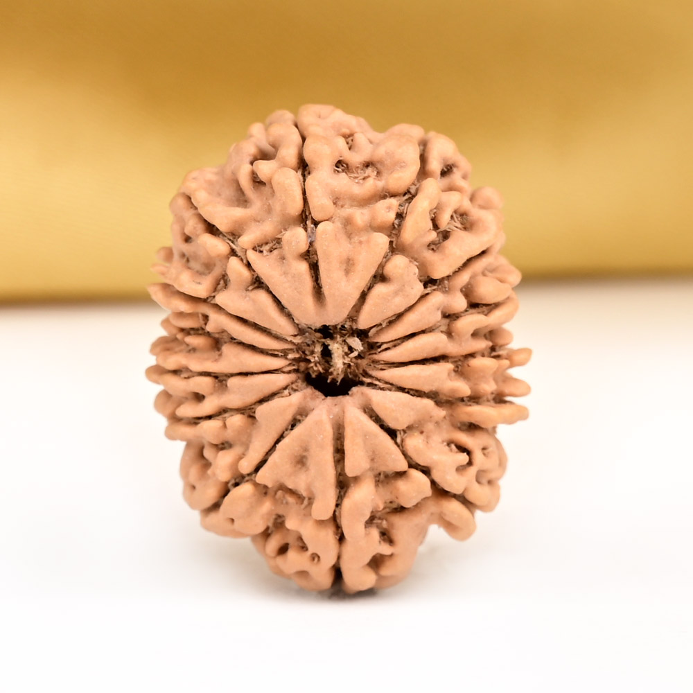 14 Mukhi from Nepal Tiny - V