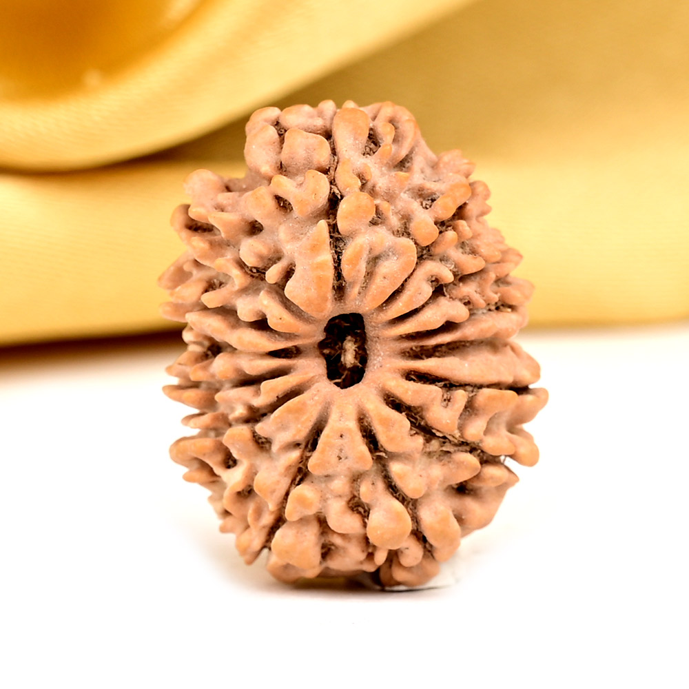 14 Mukhi from Nepal Tiny - VI