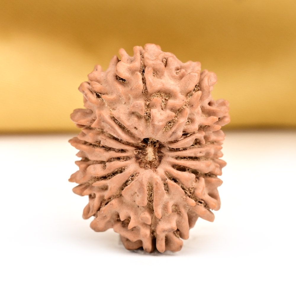 14 Mukhi from Nepal Tiny - VII