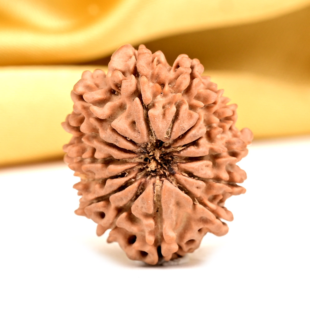 14 Mukhi from Nepal Tiny - VIII