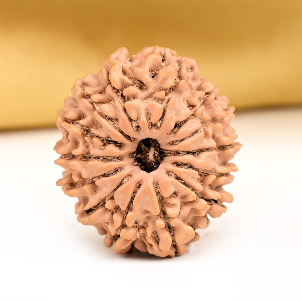 14 Mukhi from Nepal Small - CCXIII