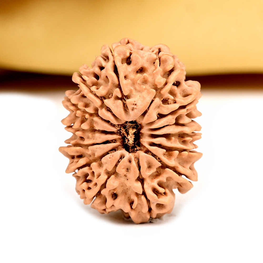 14 Mukhi from Nepal Small - CCXIV