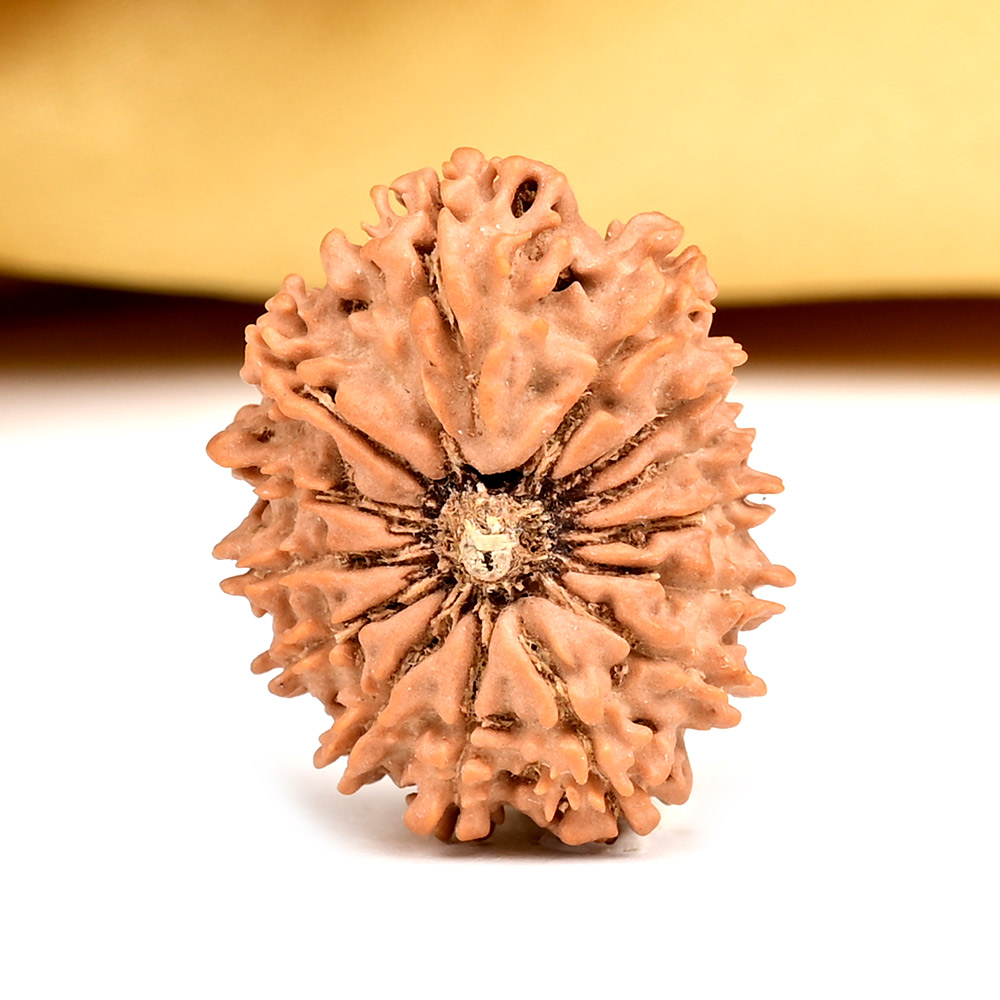 14 Mukhi from Nepal Small - CCXV