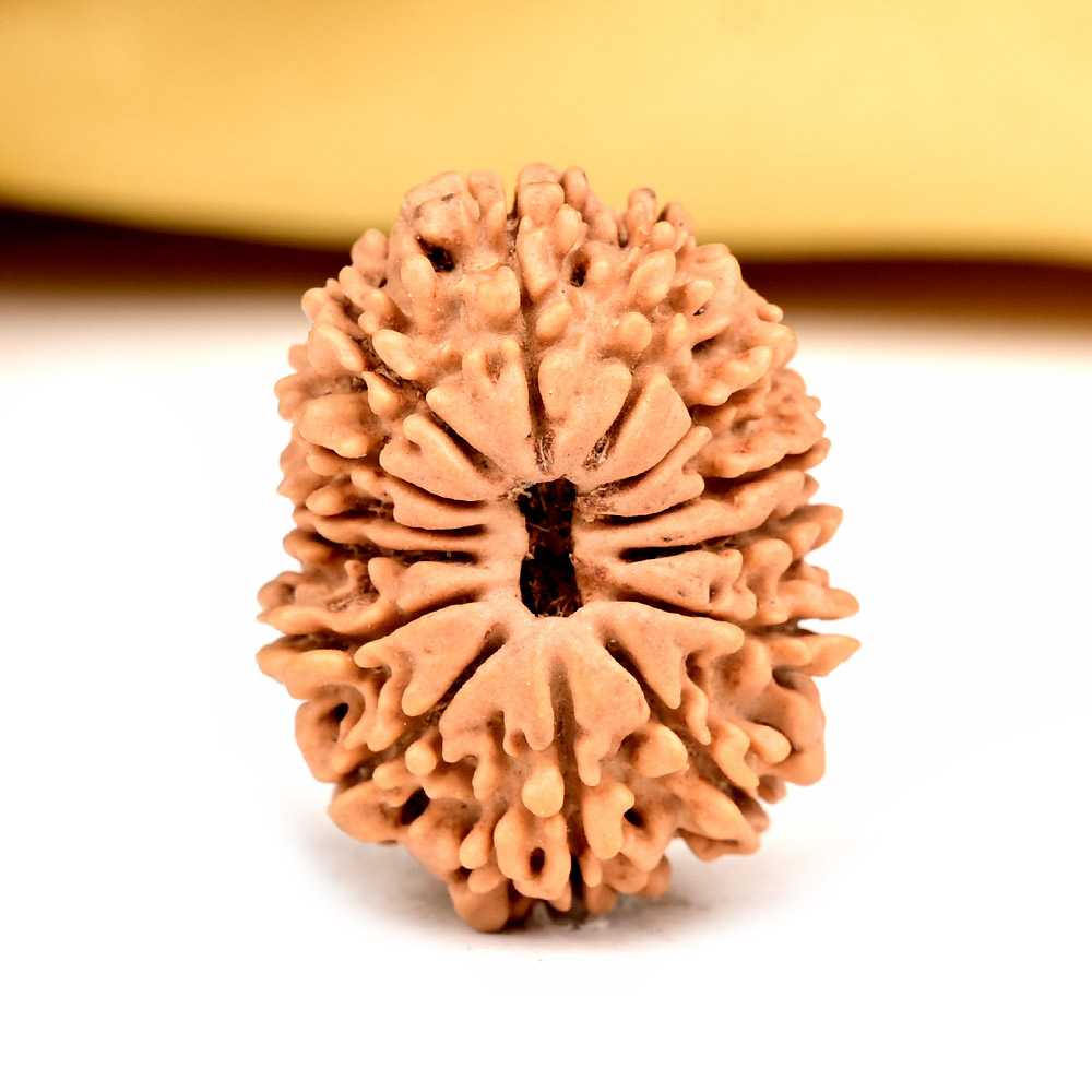 14 Mukhi from Nepal Small - CCXVI