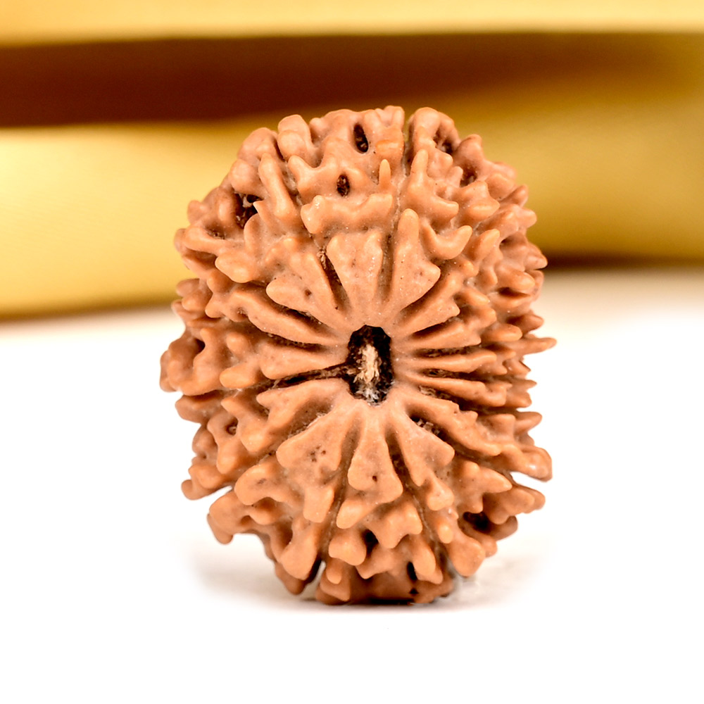 14 Mukhi from Nepal Small - CCXVII