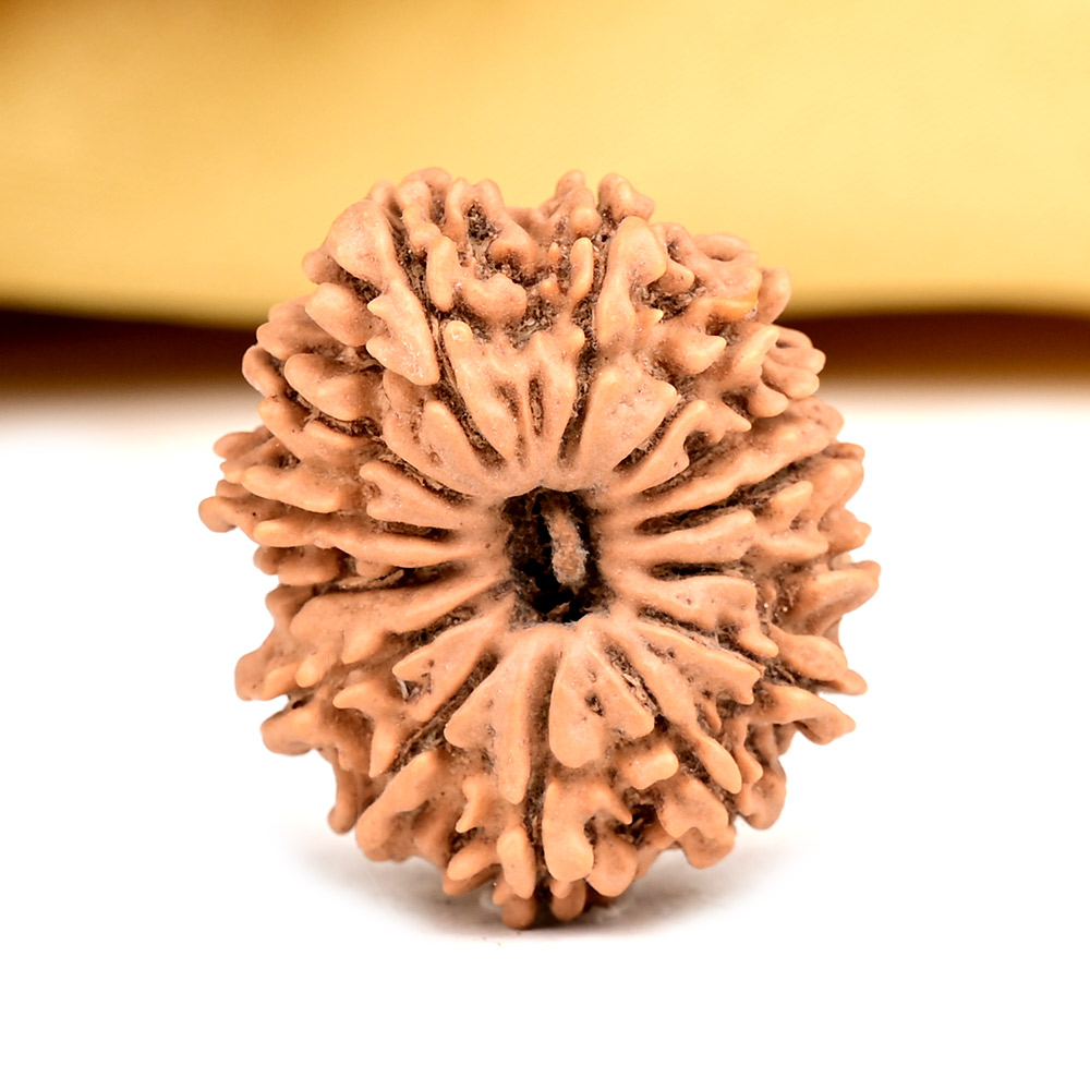 14 Mukhi from Nepal Small - CCXVIII