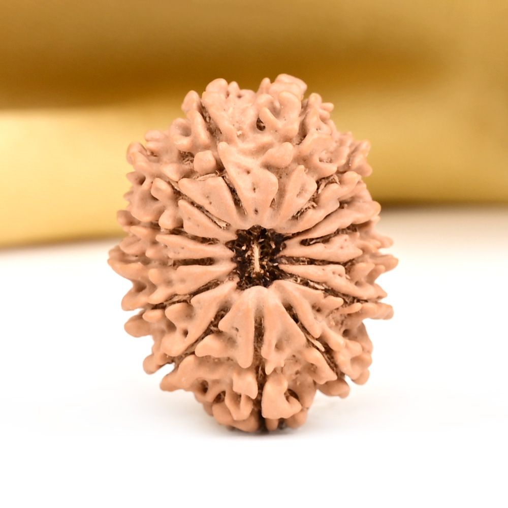 14 Mukhi from Nepal Small - CCXIX