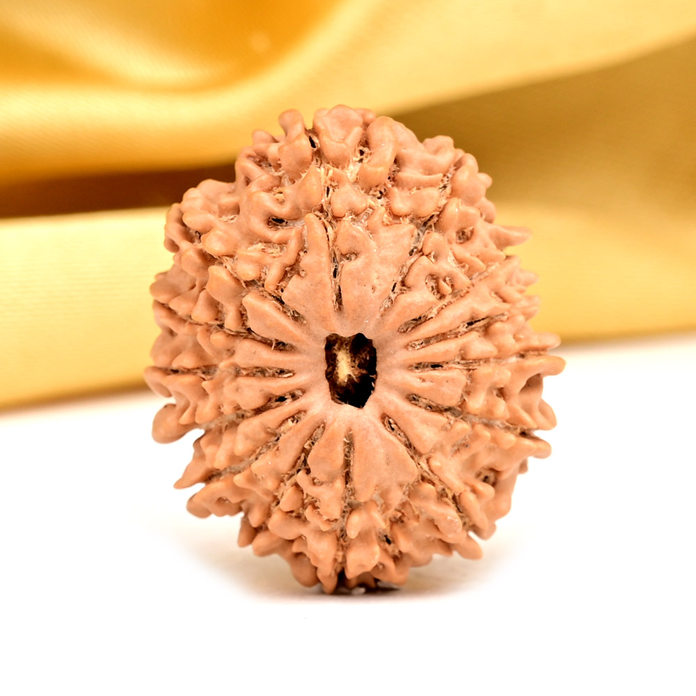 14 Mukhi from Nepal Small - CCXX