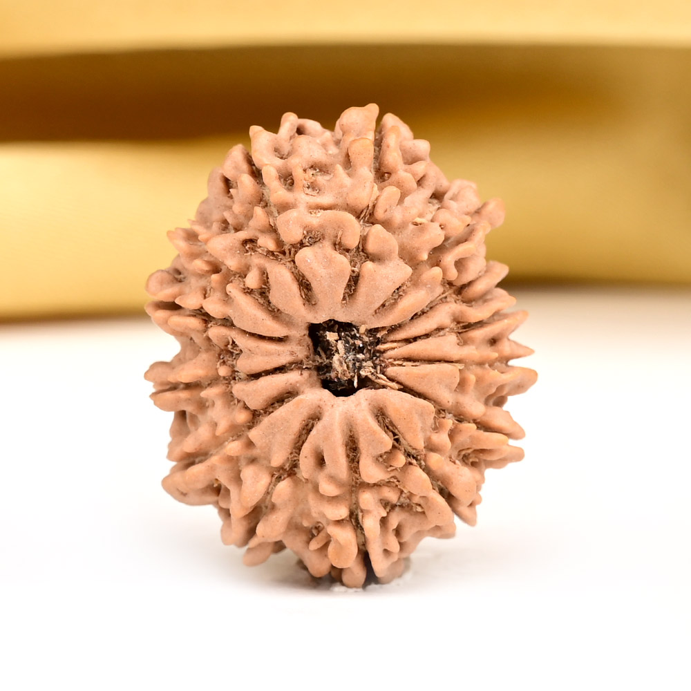 14 Mukhi from Nepal Small - CCXXI