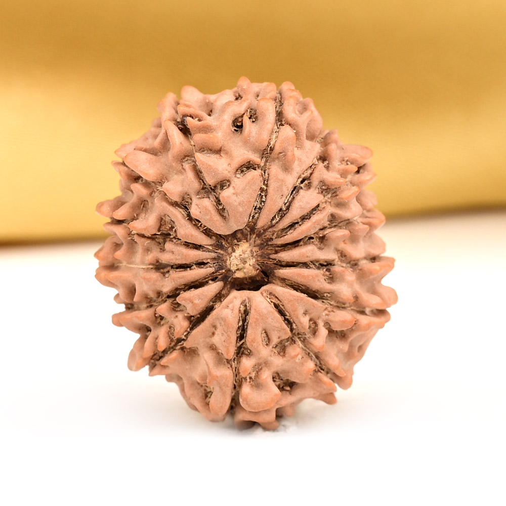 14 Mukhi from Nepal Small - CCXXII