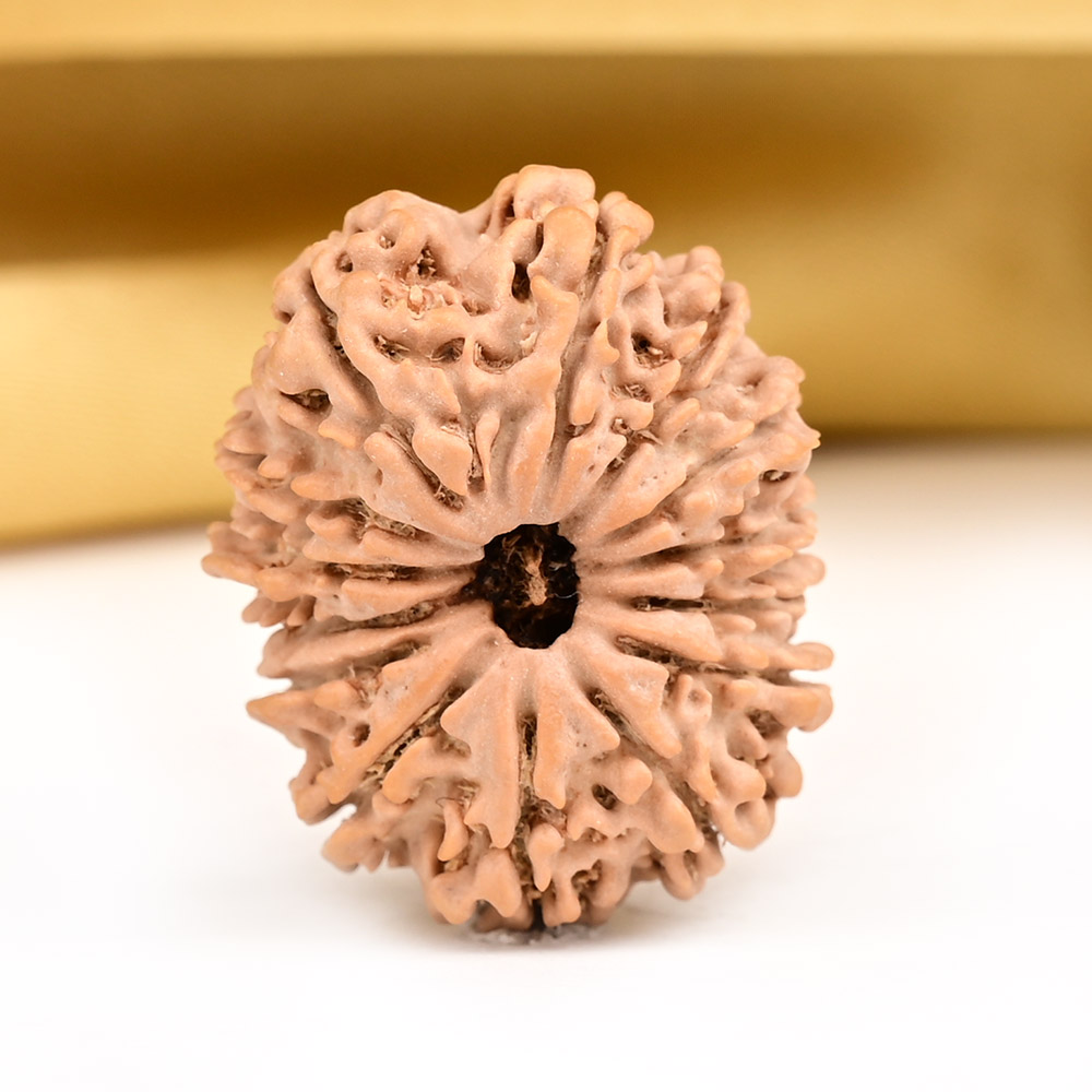14 Mukhi from Nepal - CCXXVI