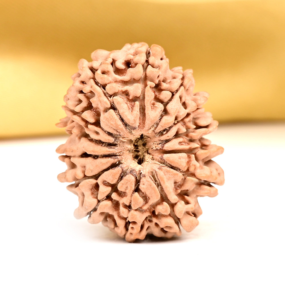 14 Mukhi from Nepal - CCXXVII