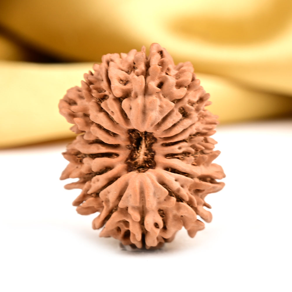 17 Mukhi from Nepal Large - VII