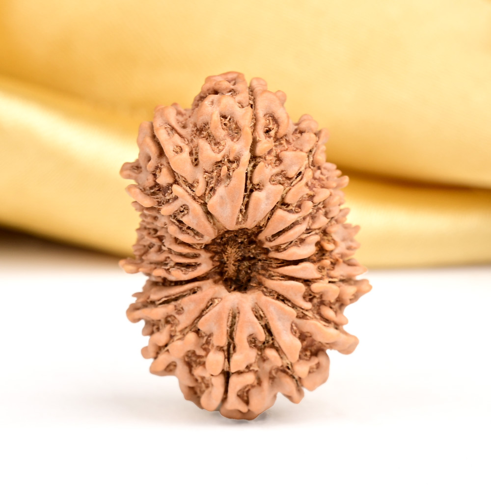 17 Mukhi from Nepal Large - XII
