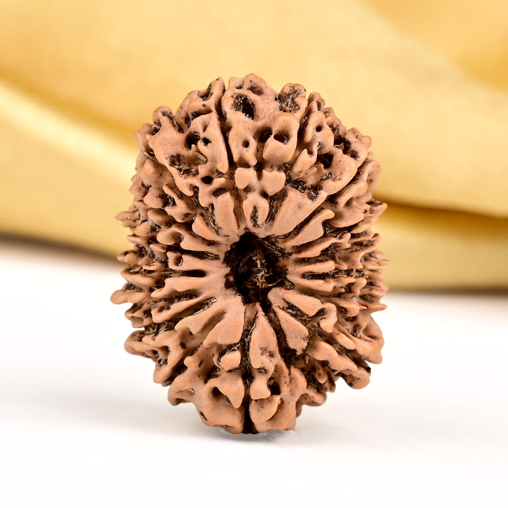 17 Mukhi from Nepal Large - XIII