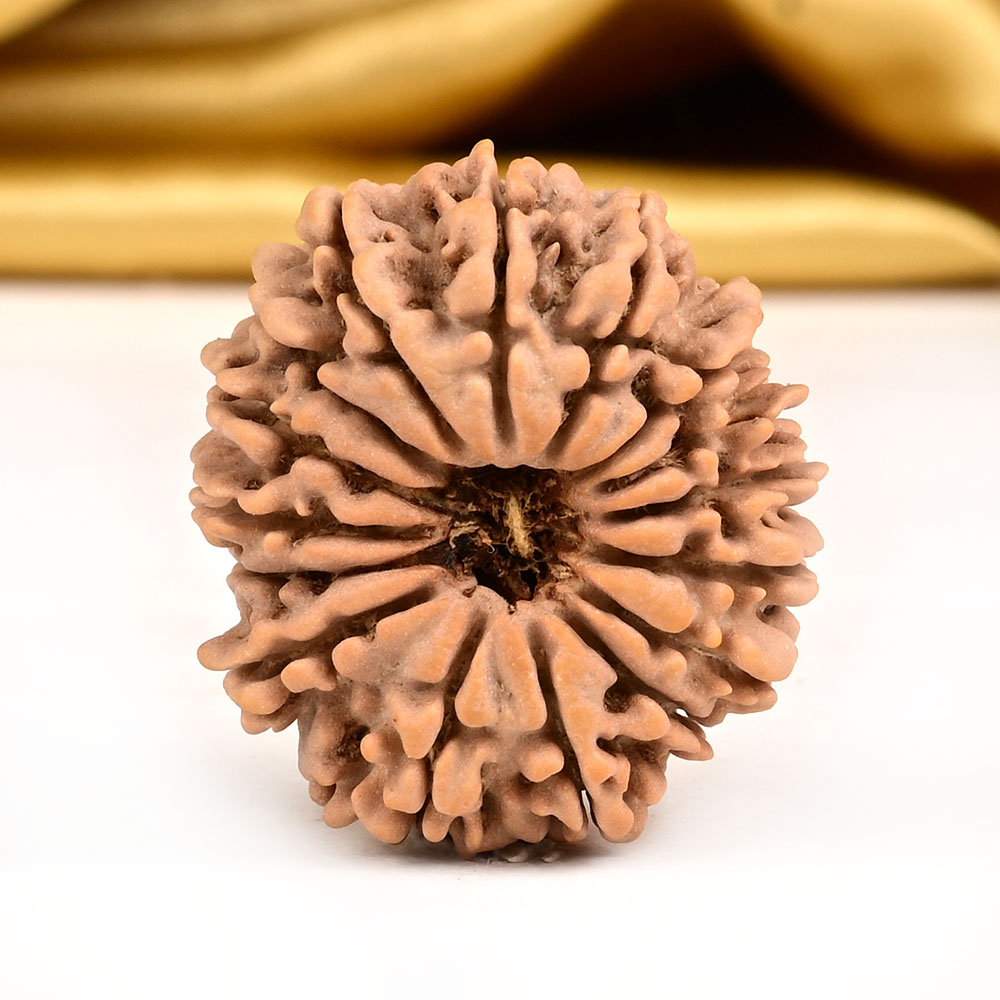 16 Mukhi from Nepal Tiny - II