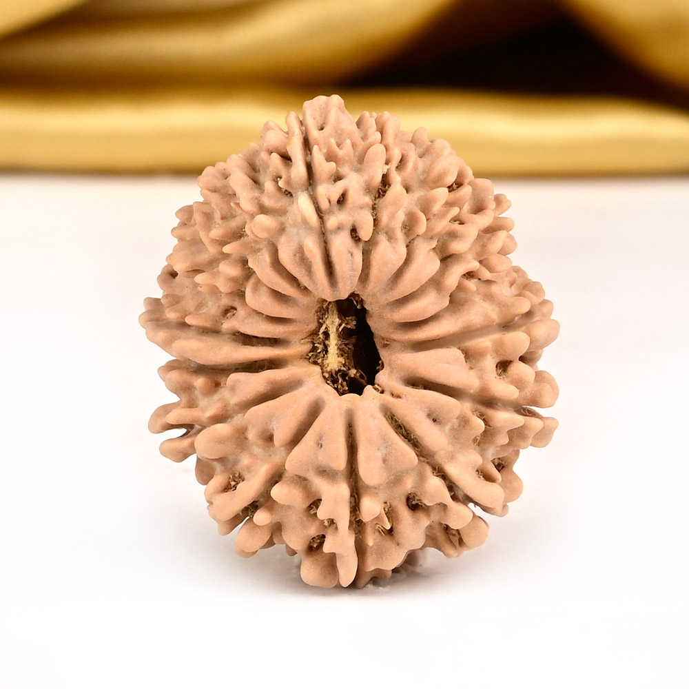 16 Mukhi from Nepal Small - XXVI