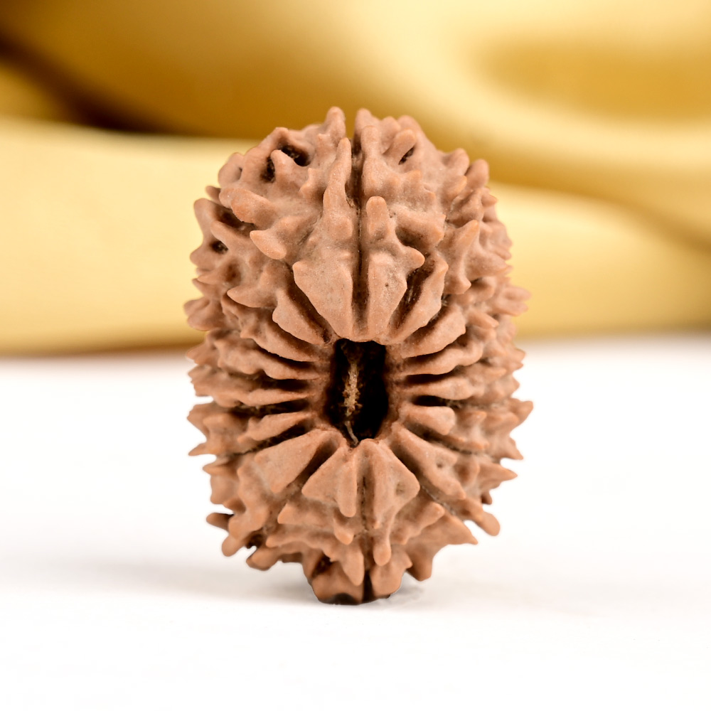 16 Mukhi from Nepal Small - XXVII