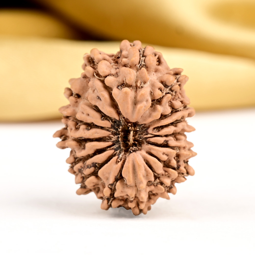 16 Mukhi from Nepal Small - XXIX