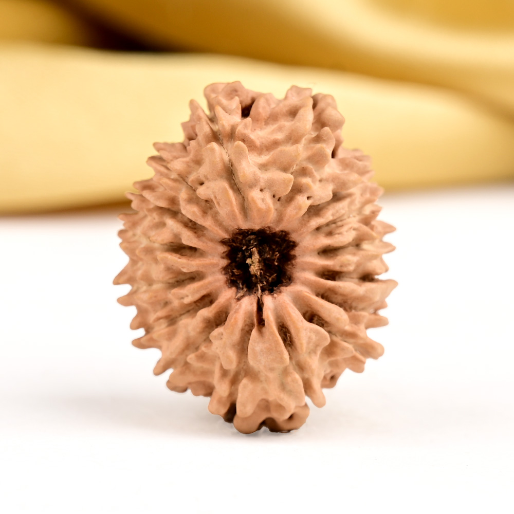 16 Mukhi from Nepal Small - XXX