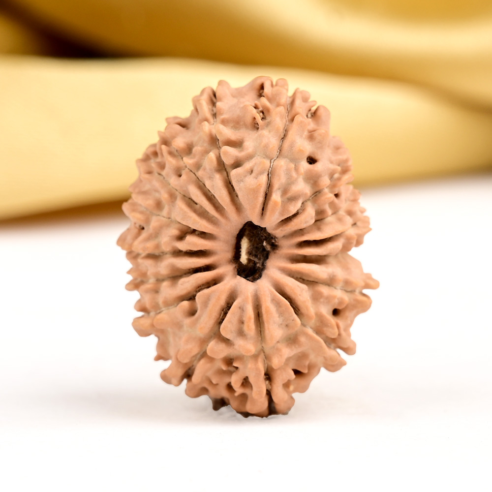 16 Mukhi from Nepal Small - XXXI
