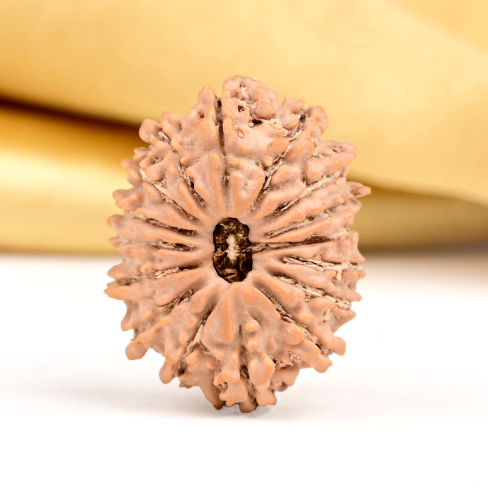 16 Mukhi from Nepal Small - XXXII