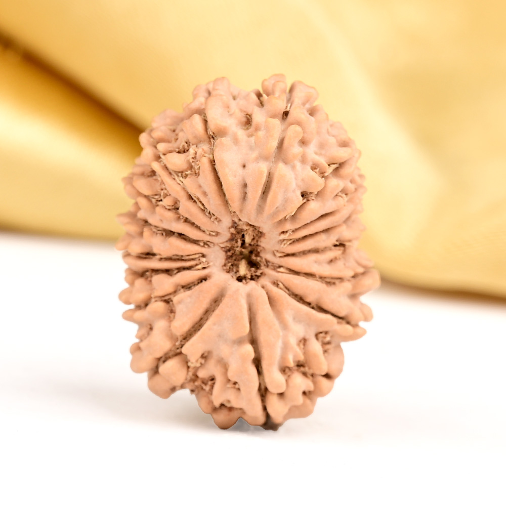 16 Mukhi from Nepal Small - XXXIII