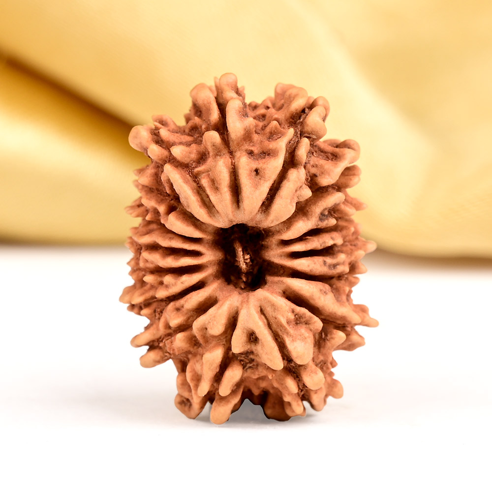 16 Mukhi from Nepal Small - XXXIV